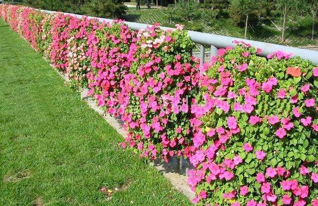 垂直花箱 垂直花箱