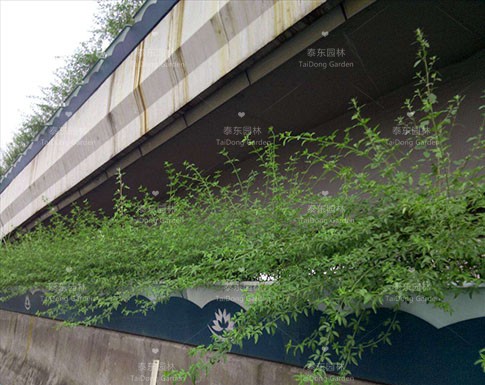 高架橋花箱 高架橋花箱