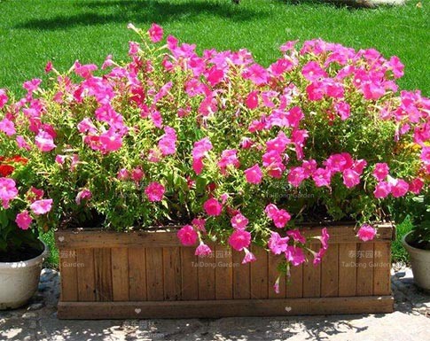 花箱 花箱