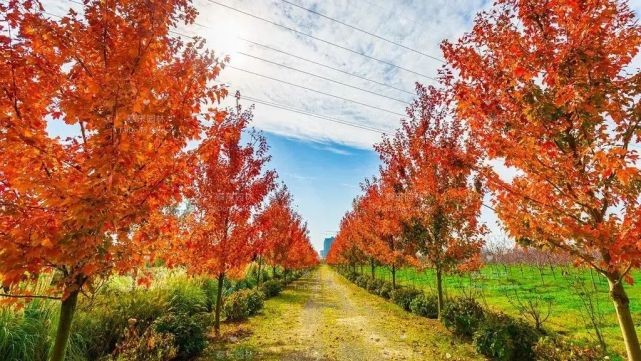 1616986335361418.jpg 花箱