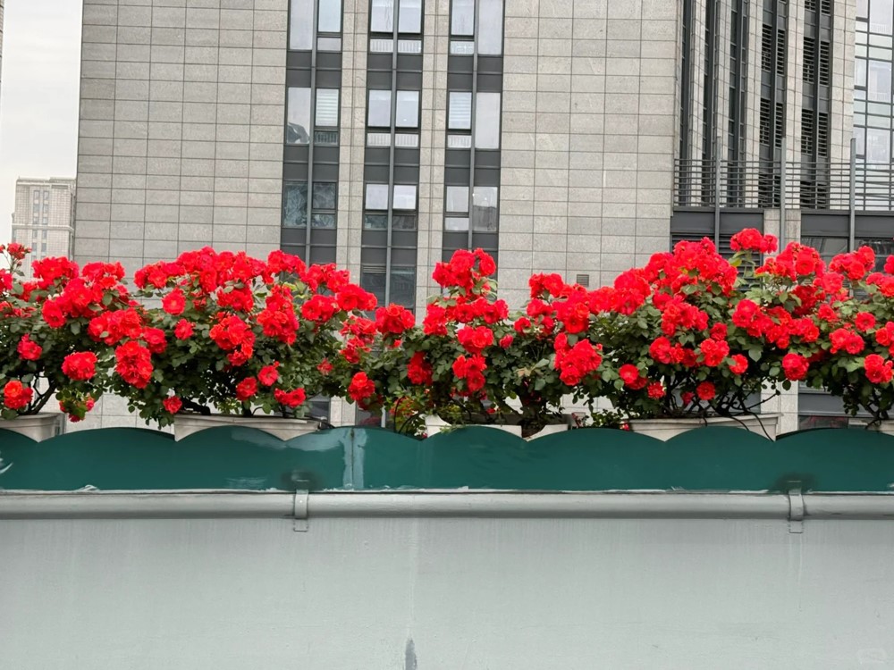 1719039116930362.jpg 花箱